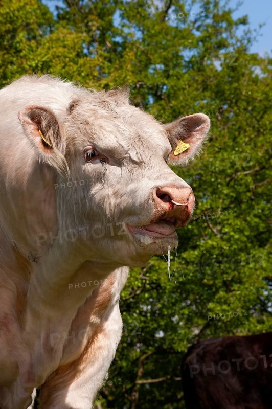 Domestic cattle