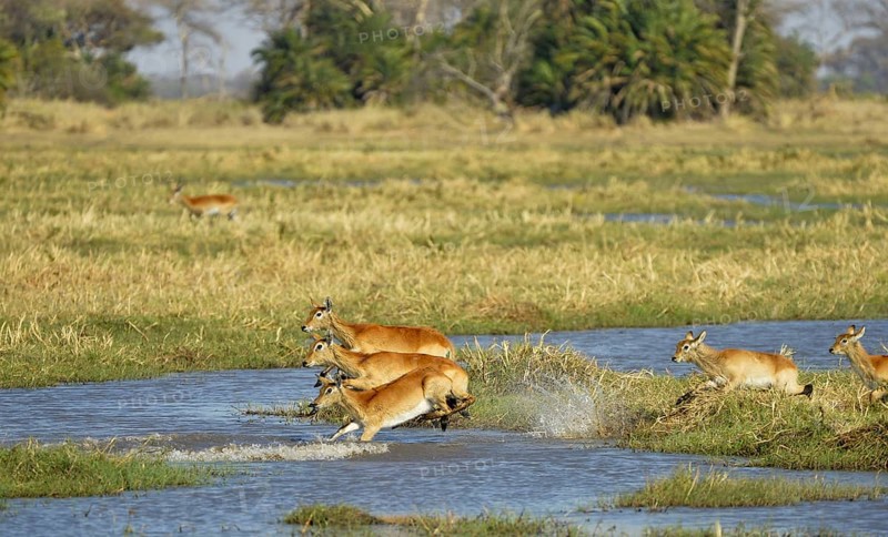 Red Lechwe