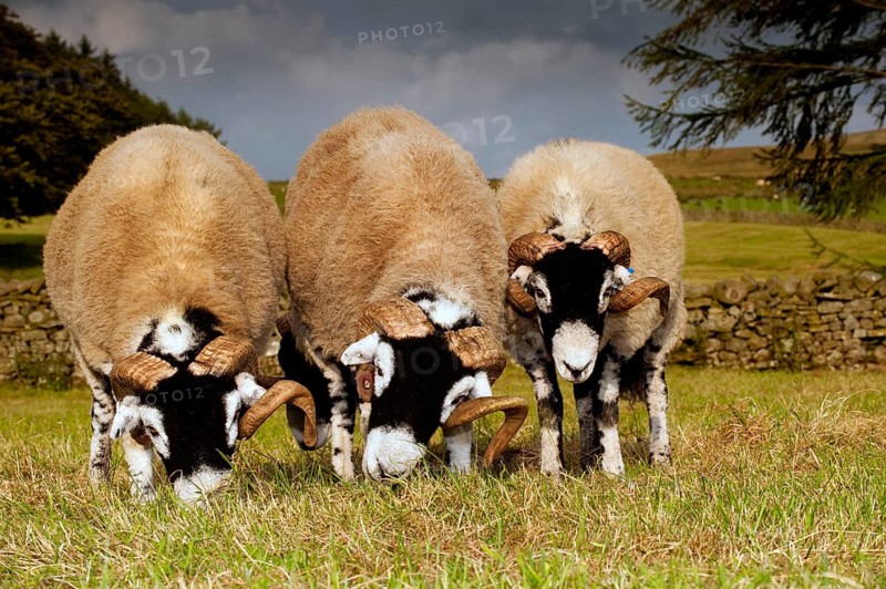 Domestic Sheep