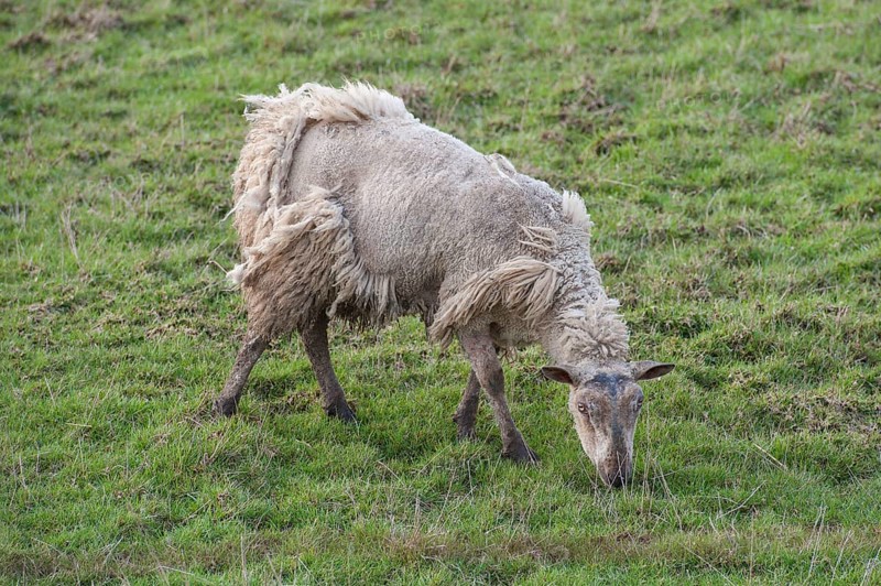 Domestic sheep