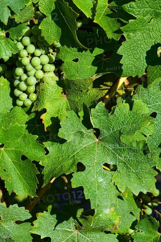 Dried deposit of a sprayed fungicide on the leaves of a vine with ripening fruit