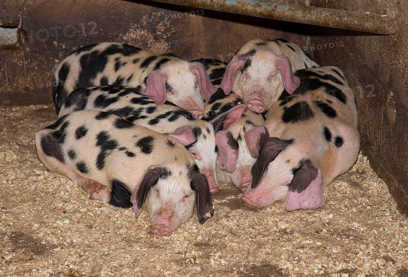 Domestic Pig