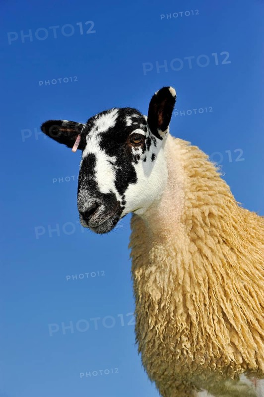 Domestic Sheep