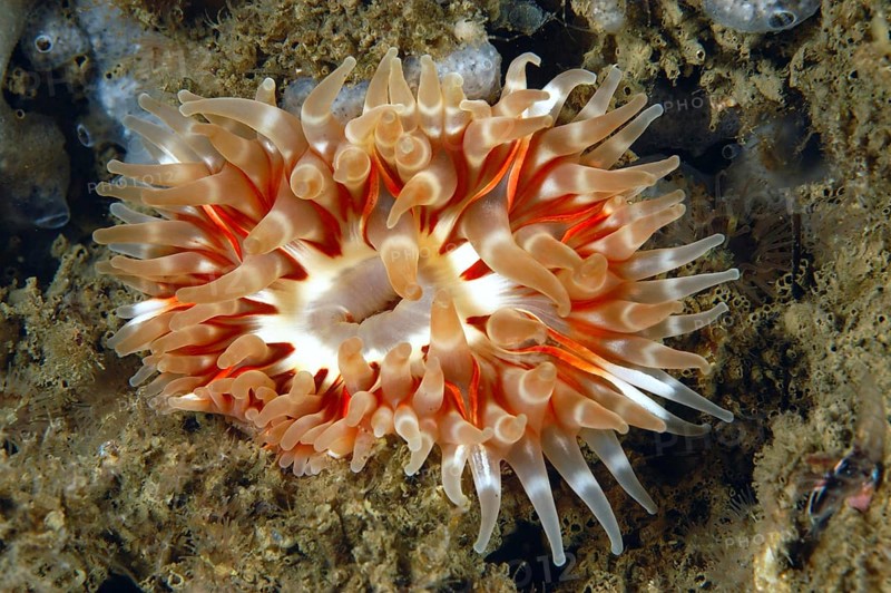 Dahlia anemone