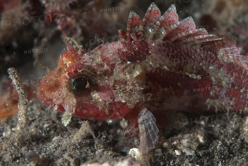 Scorpionfish