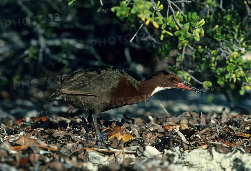 Flightless white-fronted rail