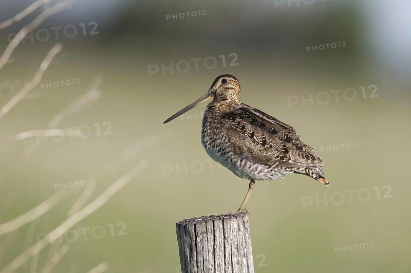 Wilson's Snipe