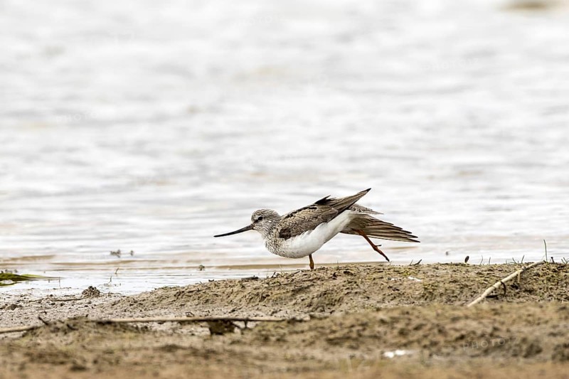 Terek Sandpiper
