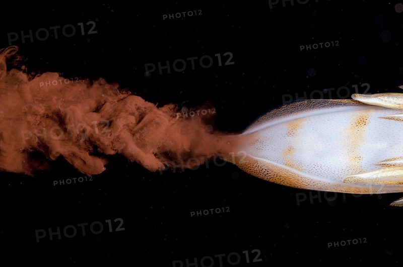 Bigfin reef squid