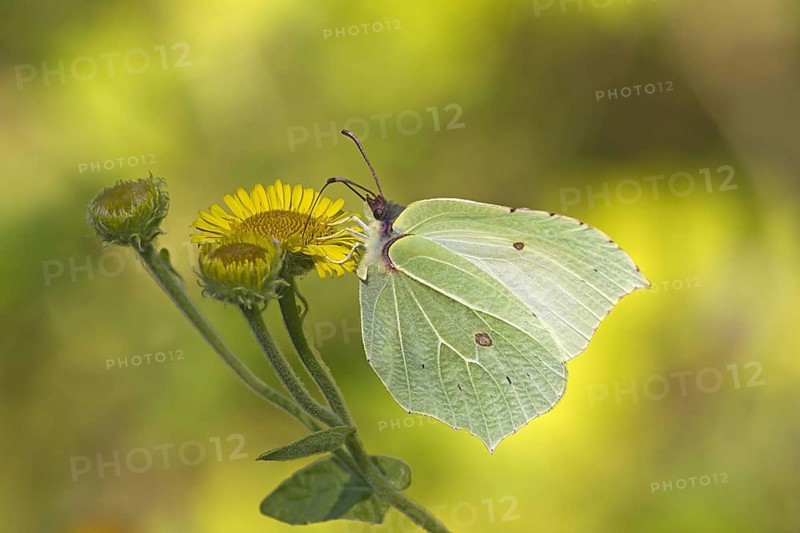 Brimstone