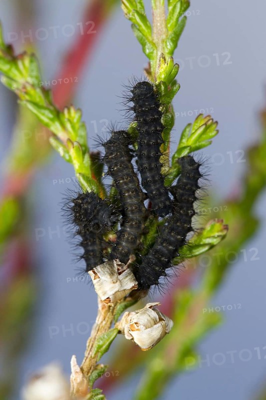 Emperor Moth