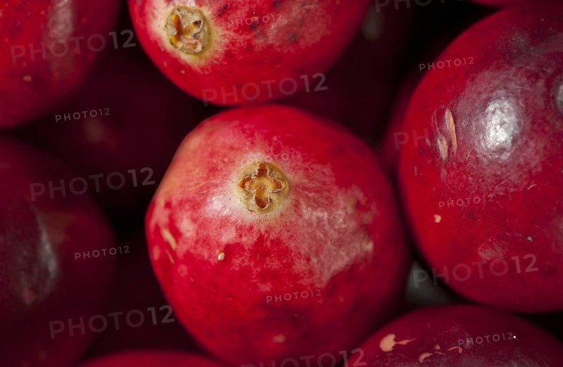 Common Cranberry