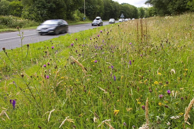 Flowering knapweed