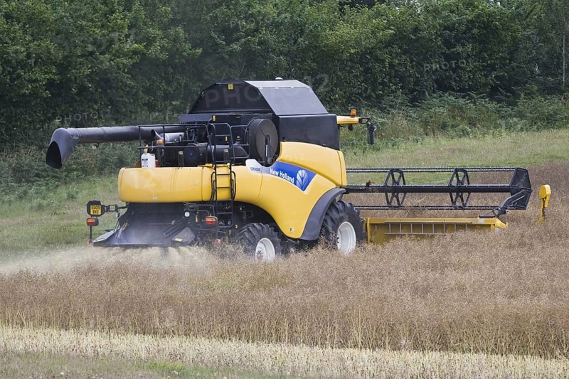 Oilseed rape