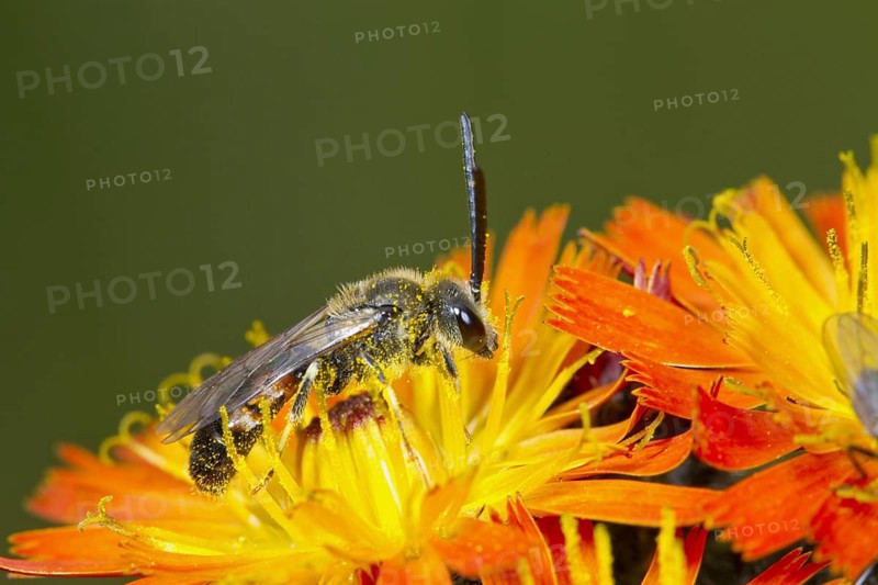 Common hawkweed bee