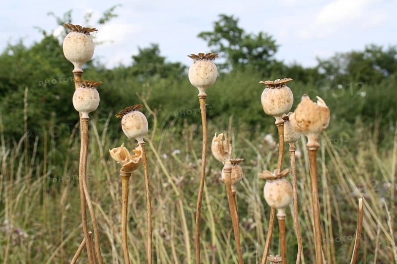Opium poppy