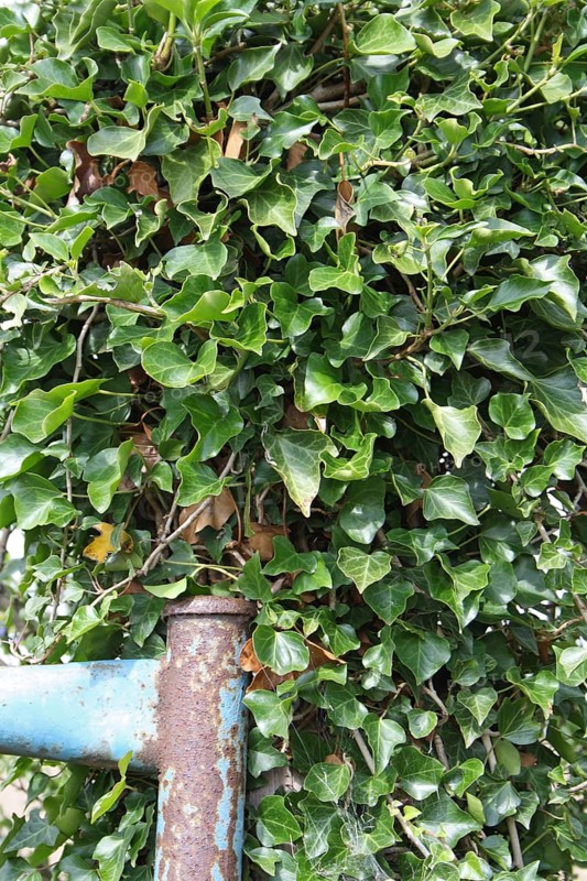 Common ivy