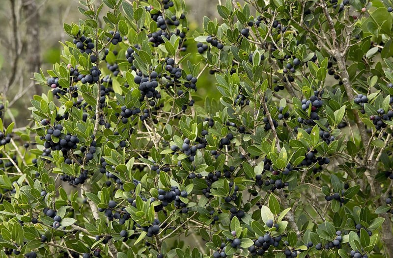 Holly Buckthorn