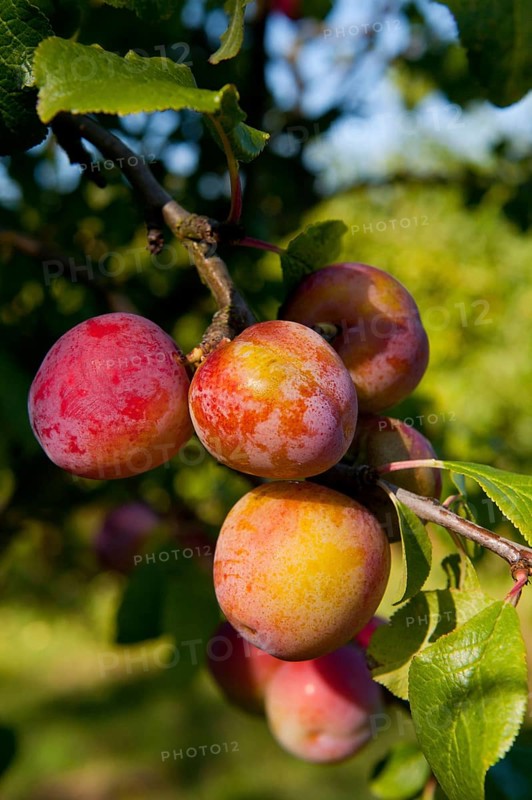 Prunus x domestica