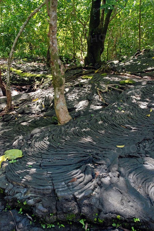 Trees growing from hardened lava