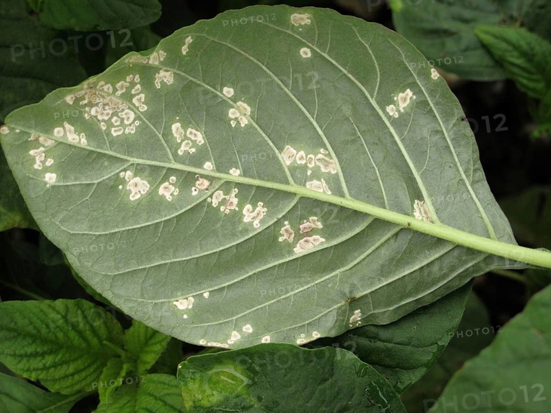Bent-back amaranth