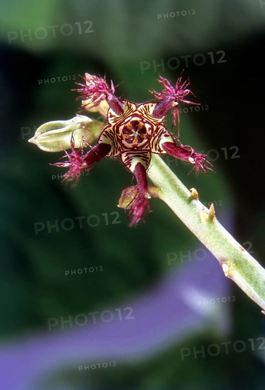Caralluma attunuta