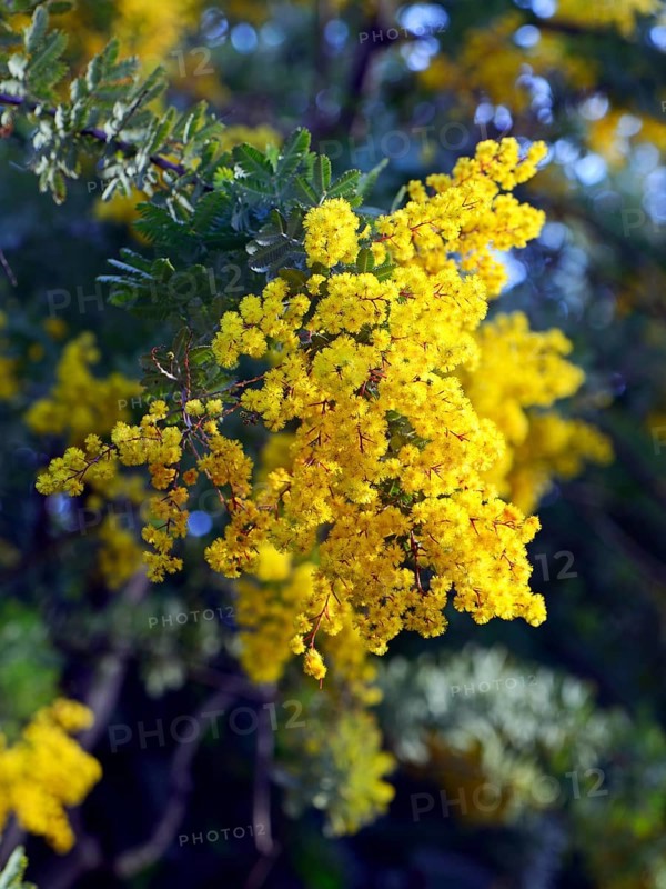 Cootamundra acacia