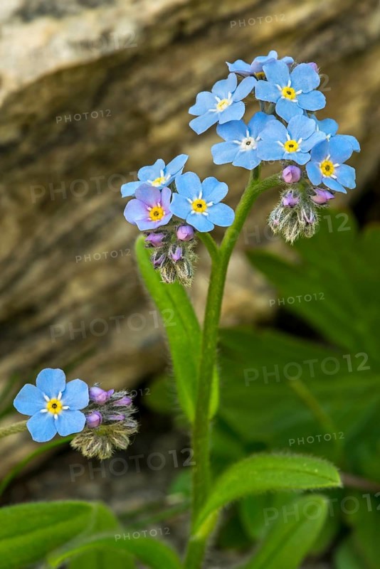 Alpine forget-me-not