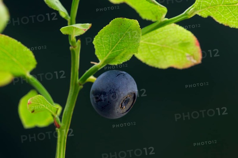 European blueberry