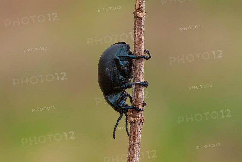 Black beetle