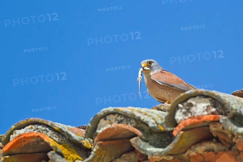 Lesser lesser Common Kestrel