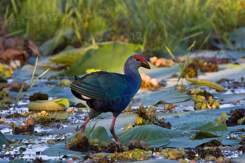 Purple Partridge