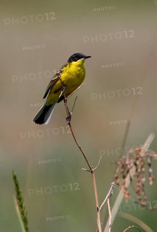 Black-headed Wagtail