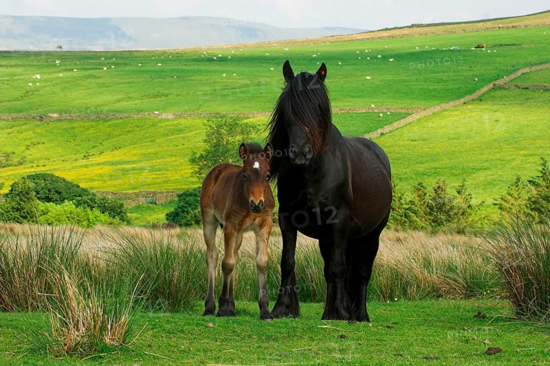 Fell Pony