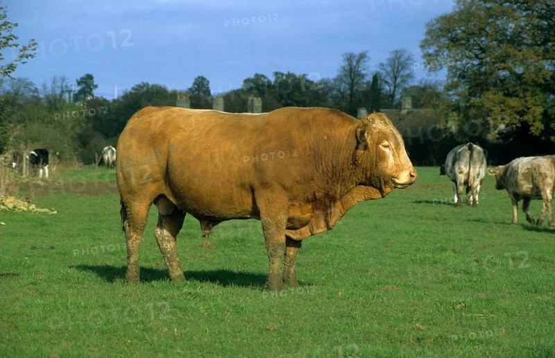 Domestic cattle