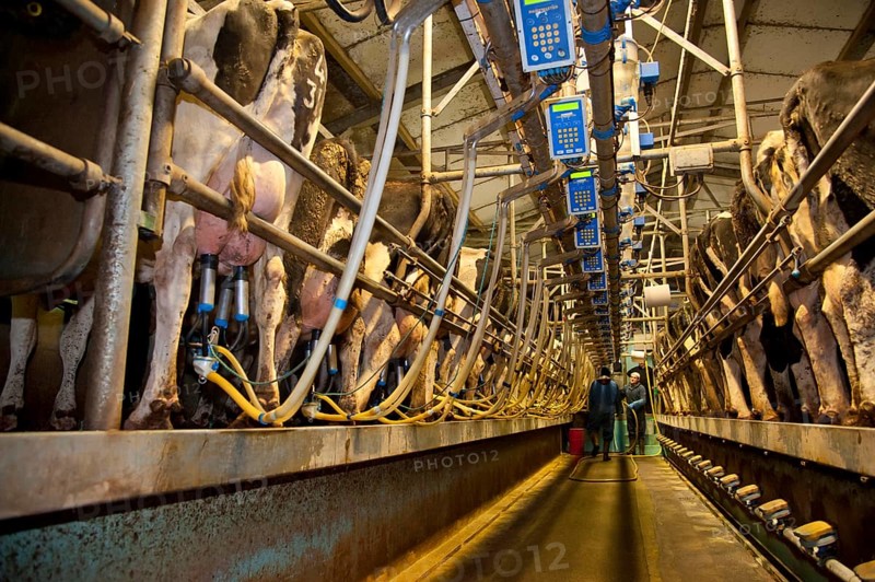 Dairy Farming