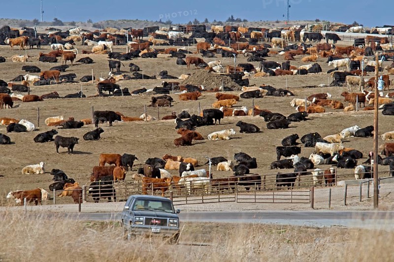 Cattle farm
