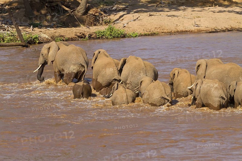African elephant