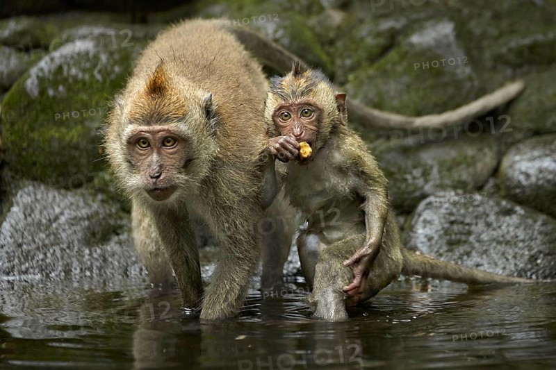 Crab-eating Macaque