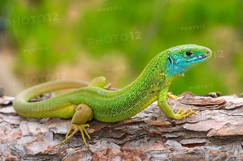 Western green lizards
