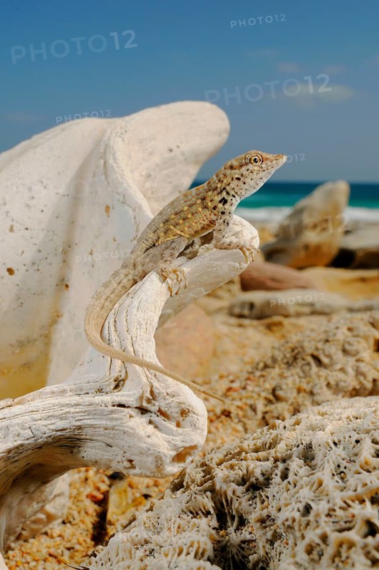 Abdel Kuri Rock Gecko