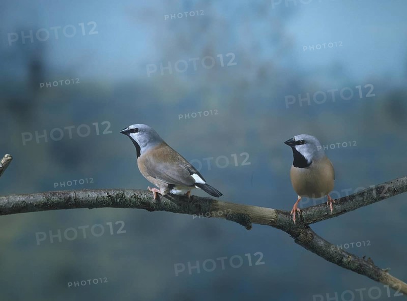 Girdled Grass Finch