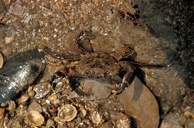 Velvet crab