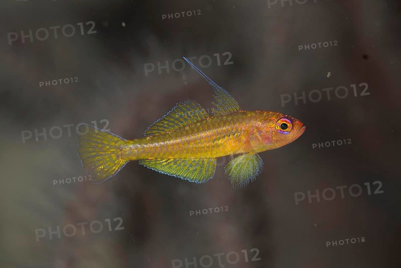 Taylor's Dwarfgoby