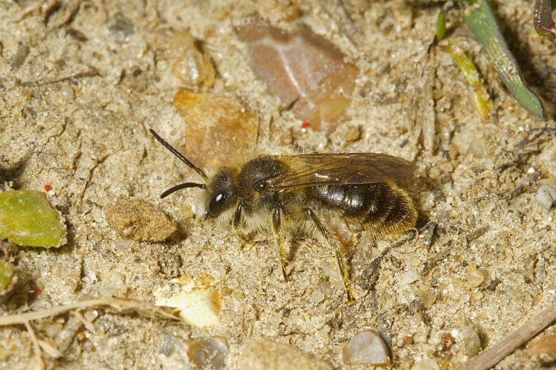 Sand bee