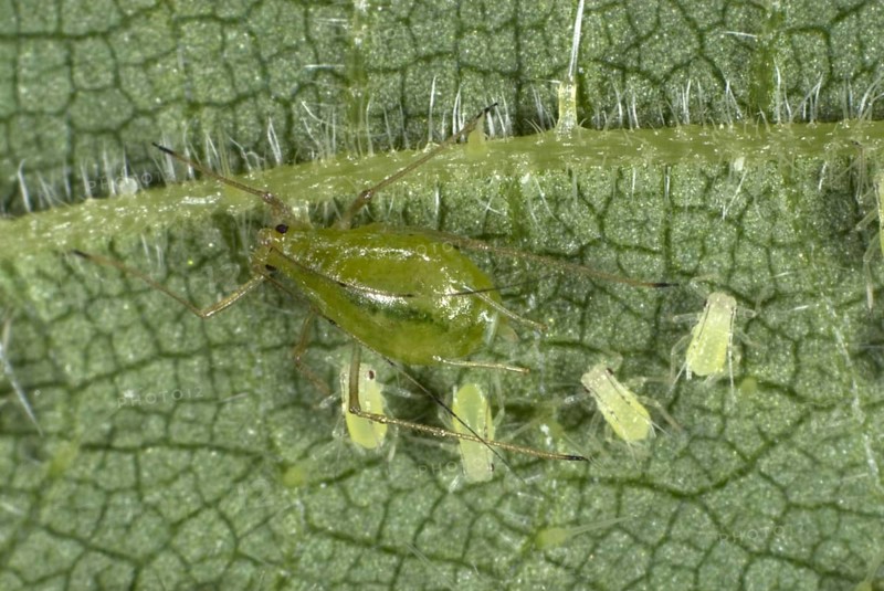 Stinging nettle aphid