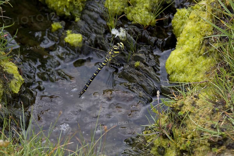 Female golden ringed dragonfly