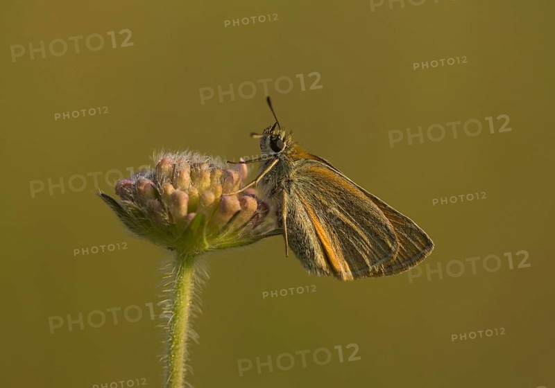 Essex Skipper