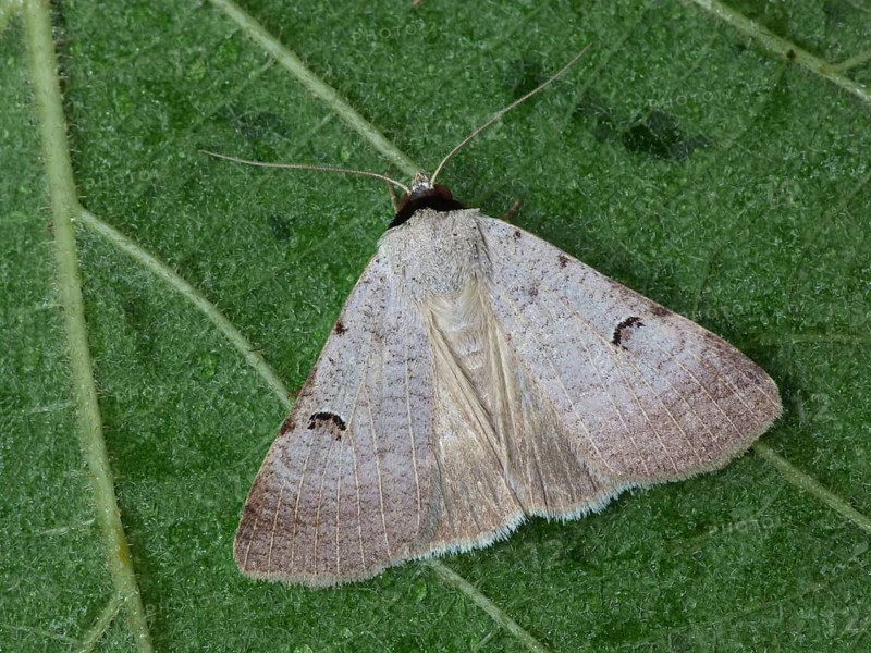 Scarce Blackneck