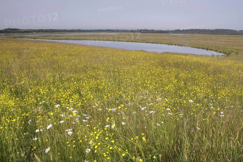 View of wildflower meadow with flowering Meadow Buttercup